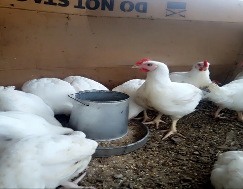 Chickens