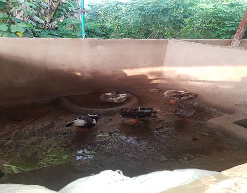 Khaki Campell ducks
