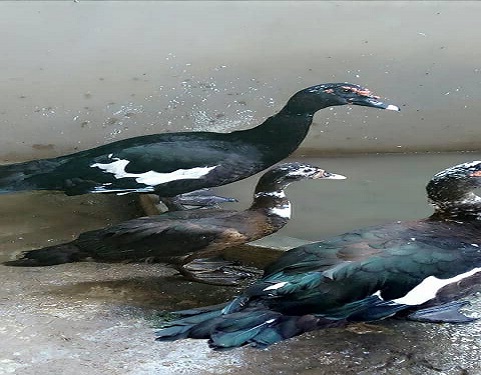 Muscovy ducks