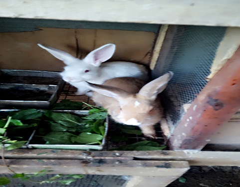 Rabbits