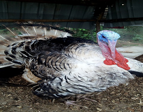 Turkey