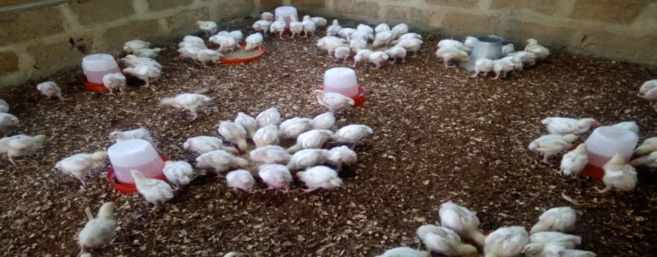 4 week old chicks